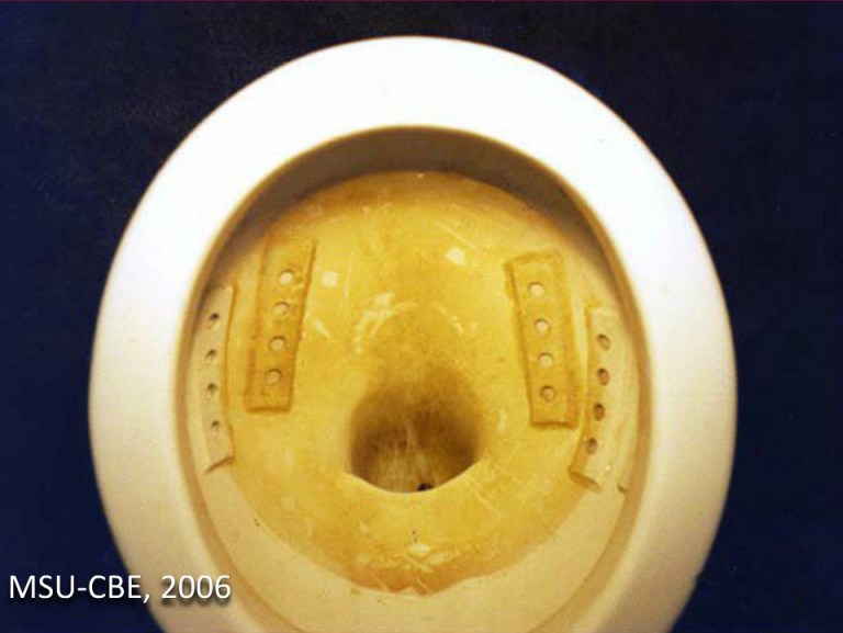 biofilm-cuve-toilette