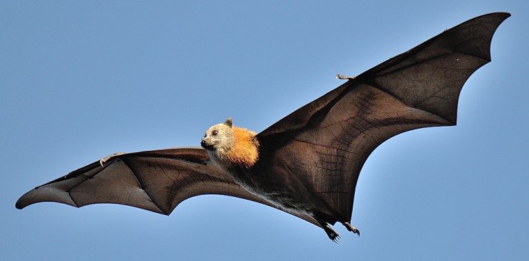 Nipah-Virus-Grey-Headed-Flying-Fox-Size