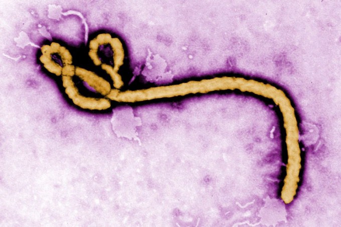 top-2014-ebola-virus